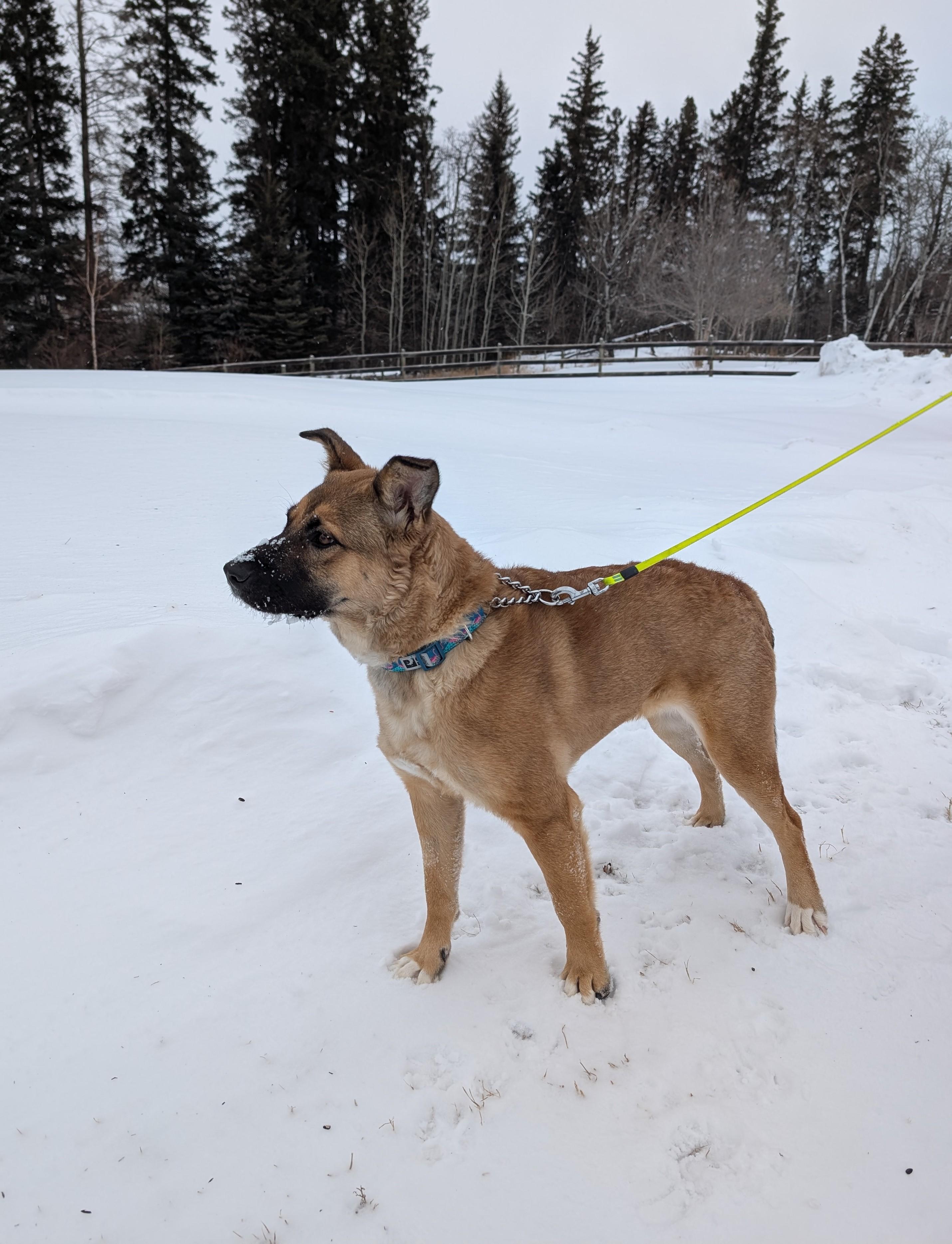 Enlarge Willow, a Adoptable Mixed Breed in Saskatoon, SK image 5/6