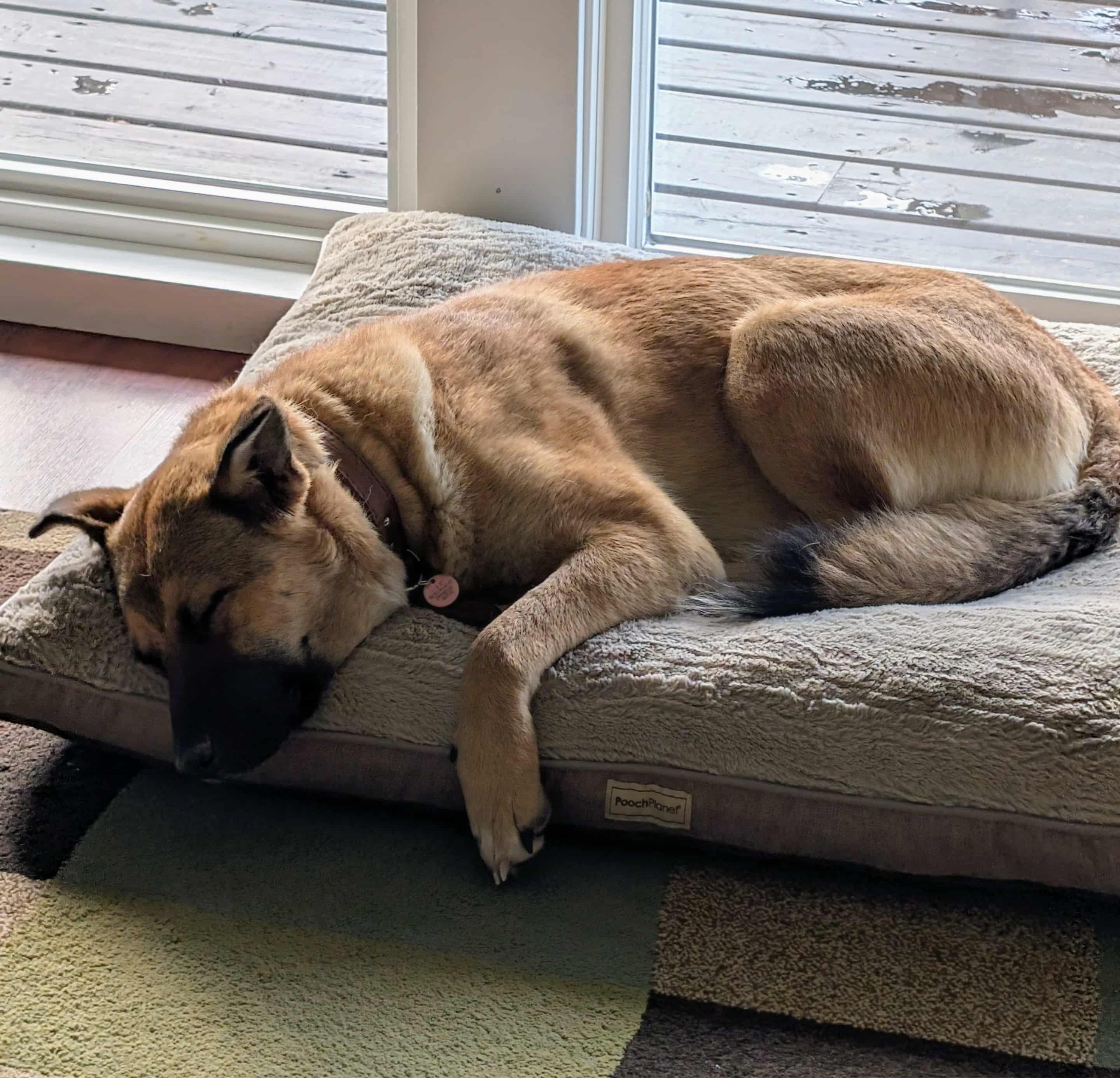 Willow, a Adoptable Mixed Breed in Saskatoon, SK image 2/4