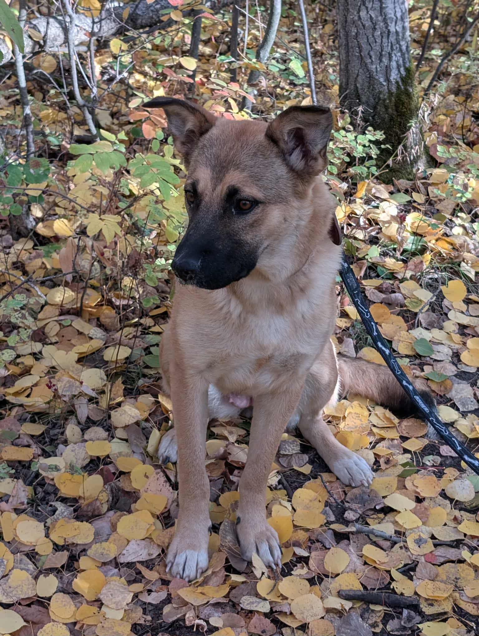 Willow, a Adoptable Mixed Breed in Saskatoon, SK image 3/4