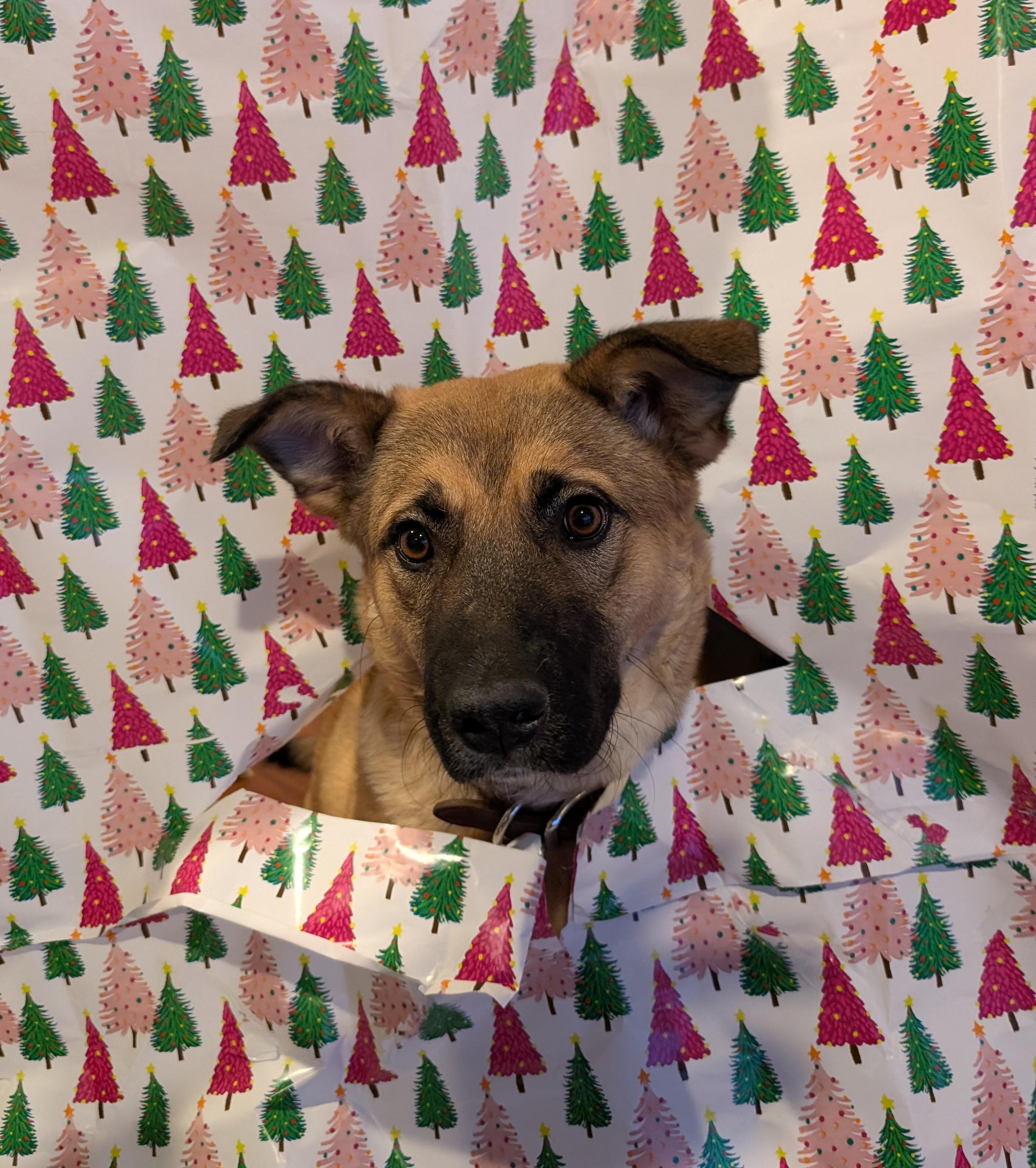 Willow, Adoptable, Young Female Mixed Breed.