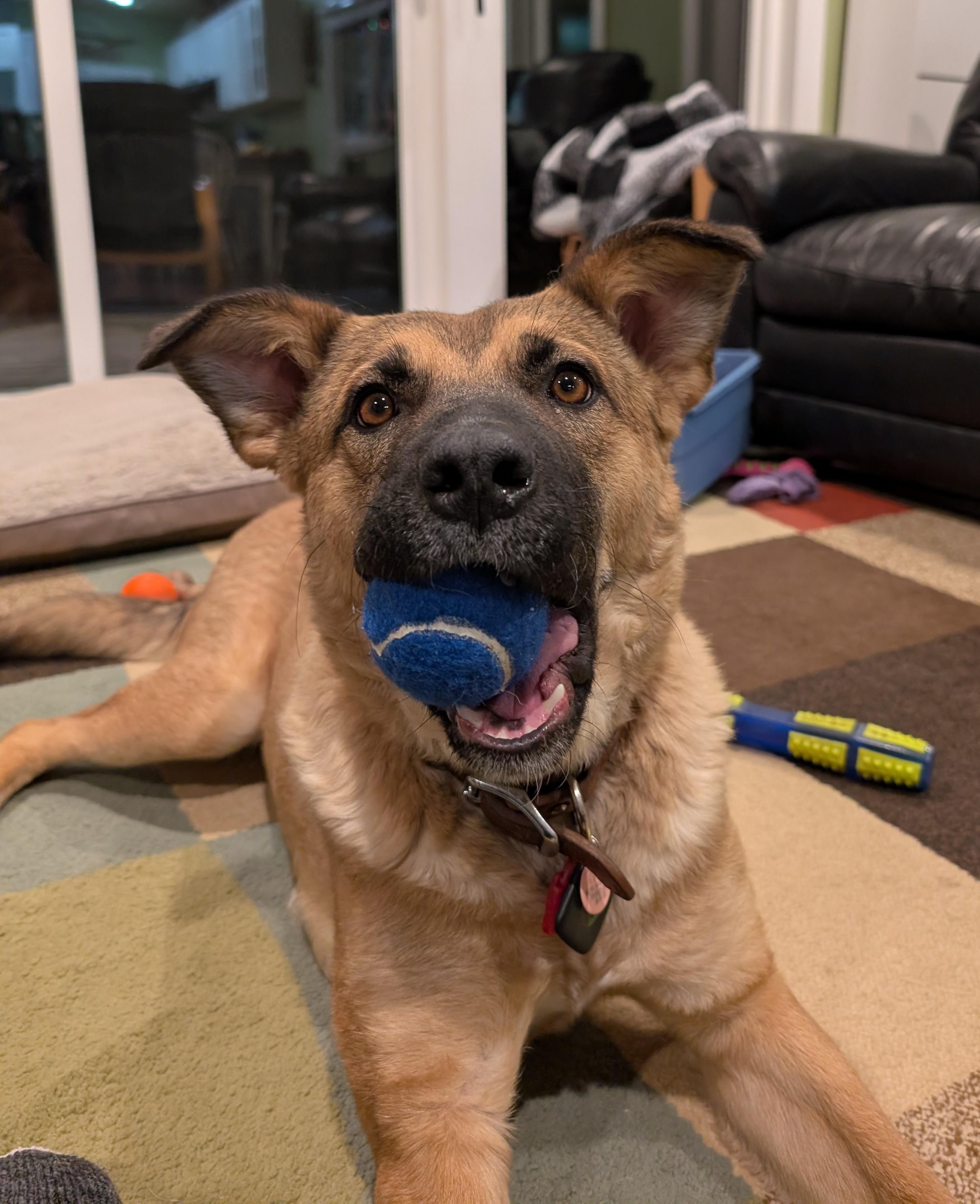 Enlarge Willow, a Adoptable Mixed Breed in Saskatoon, SK image 1/6