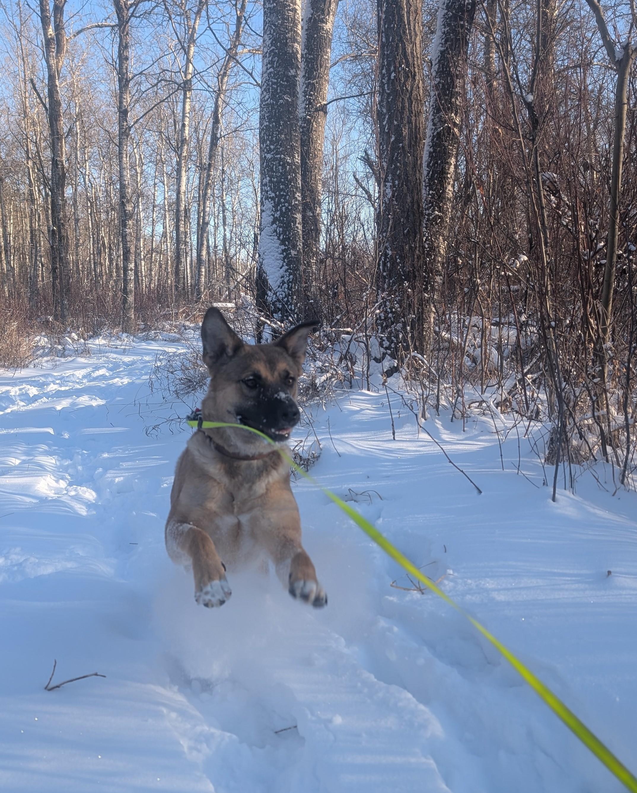 Enlarge Willow, a Adoptable Mixed Breed in Saskatoon, SK image 4/6