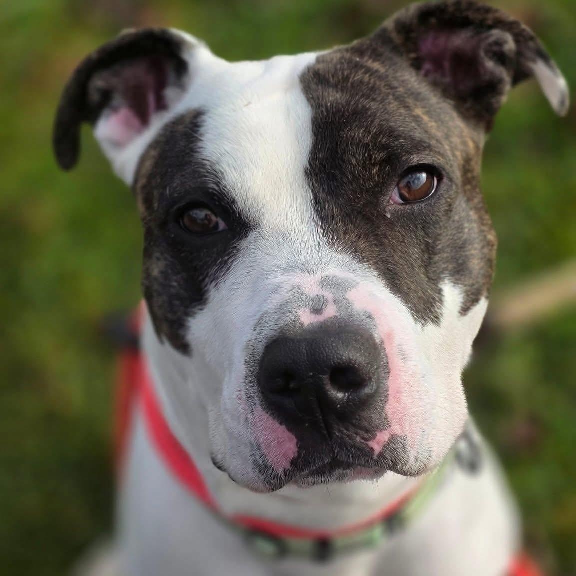 Enlarge Tyler, an adopted mixed breed in Youngstown, OH image 2/6