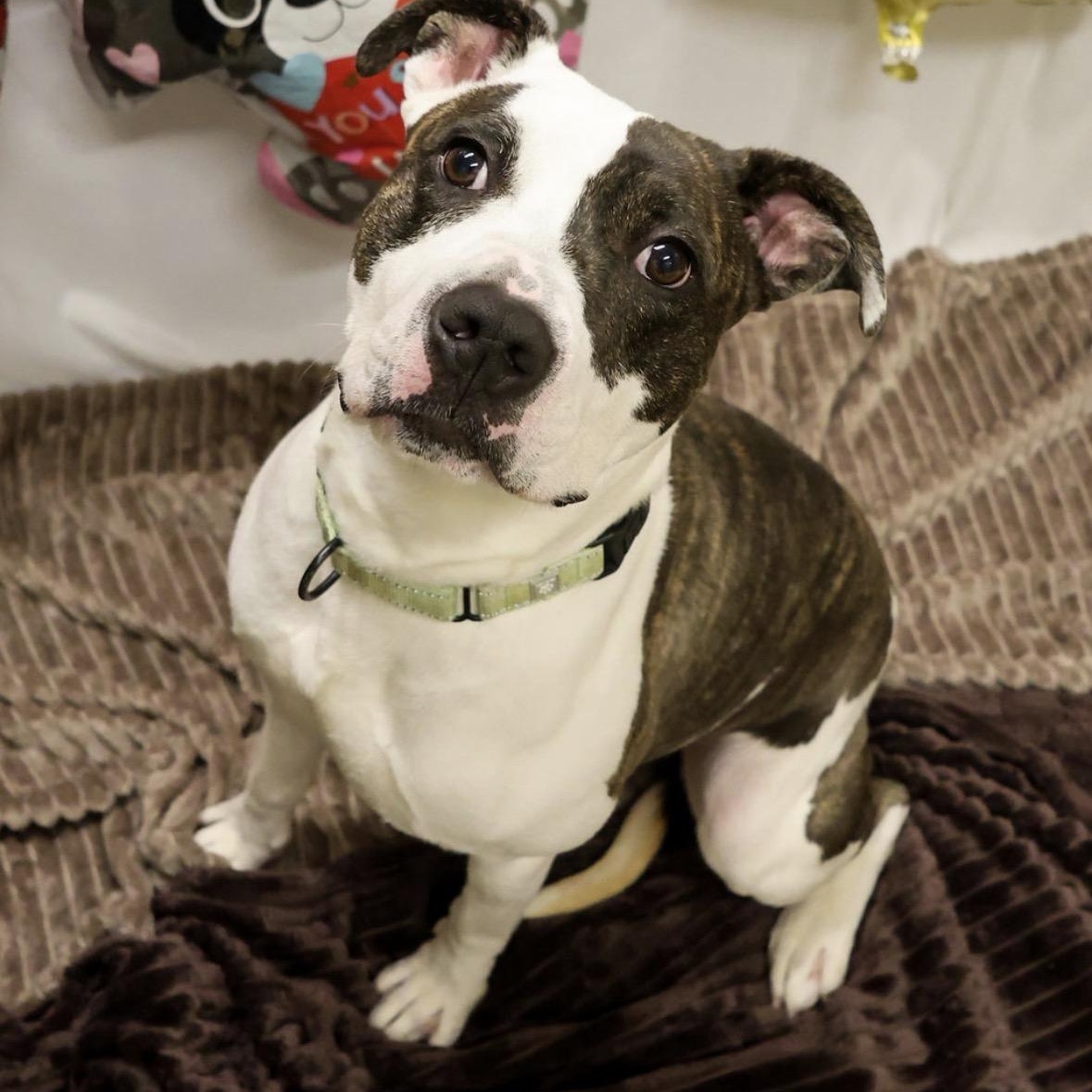 Enlarge Tyler, an adopted mixed breed in Youngstown, OH image 5/6