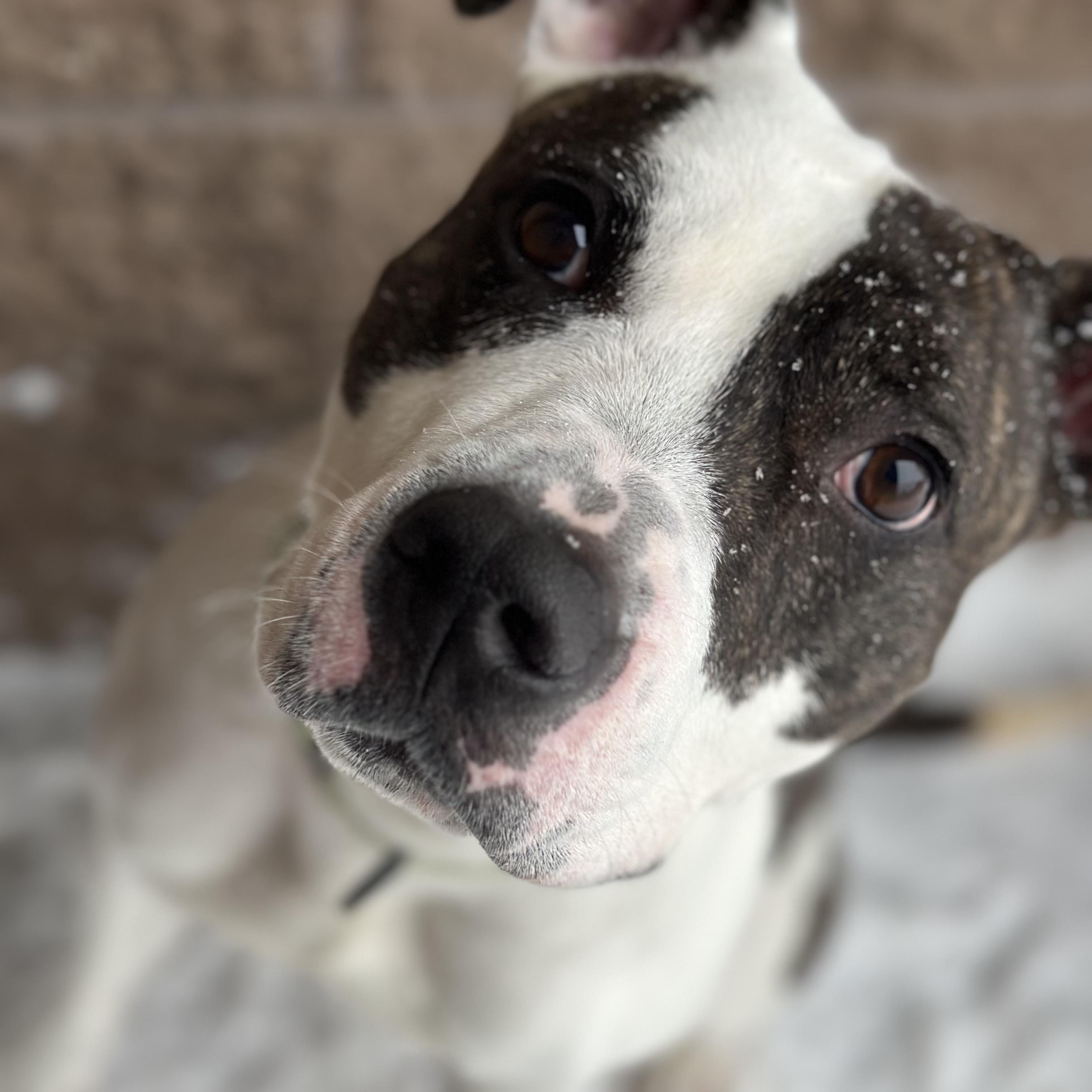 Enlarge Tyler, an adopted mixed breed in Youngstown, OH image 4/6