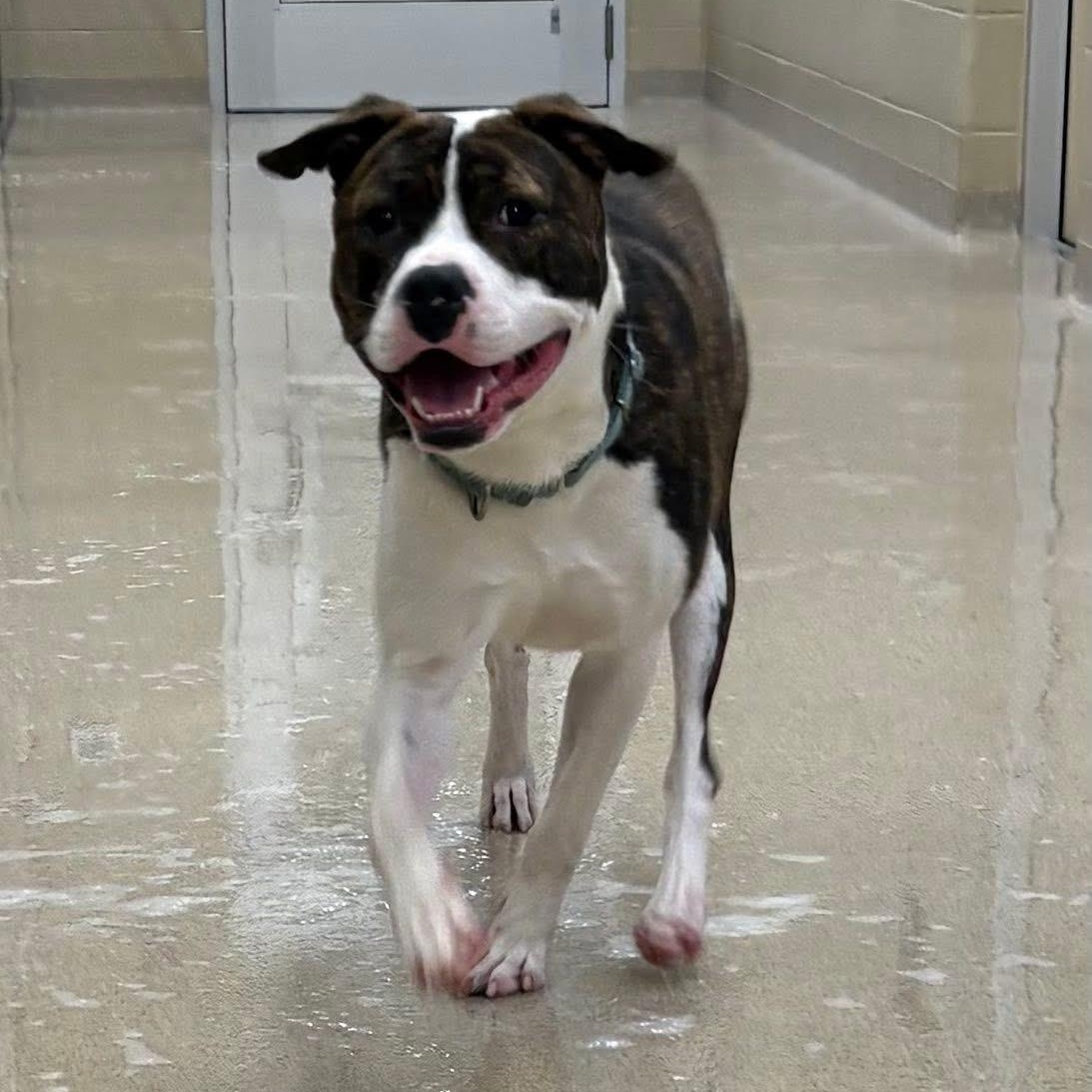 Enlarge Tyler, an adopted mixed breed in Youngstown, OH image 3/6