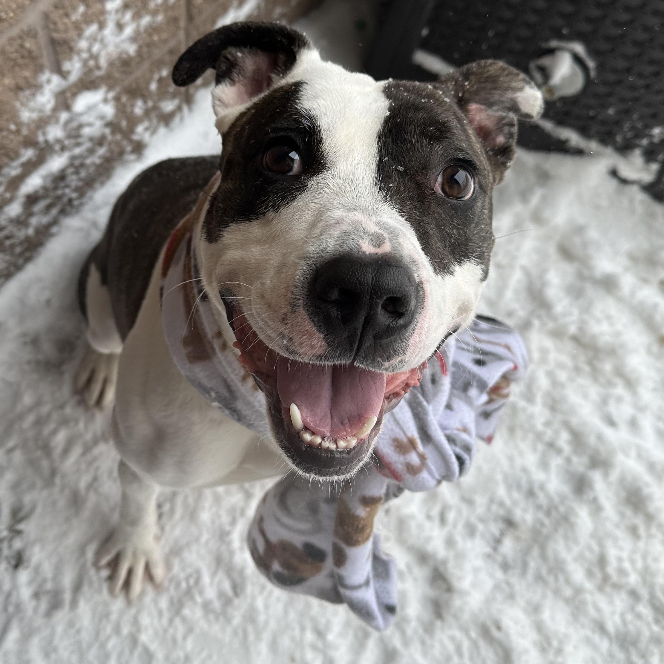 Tyler, adopted, Adult Male Pit Bull Terrier.