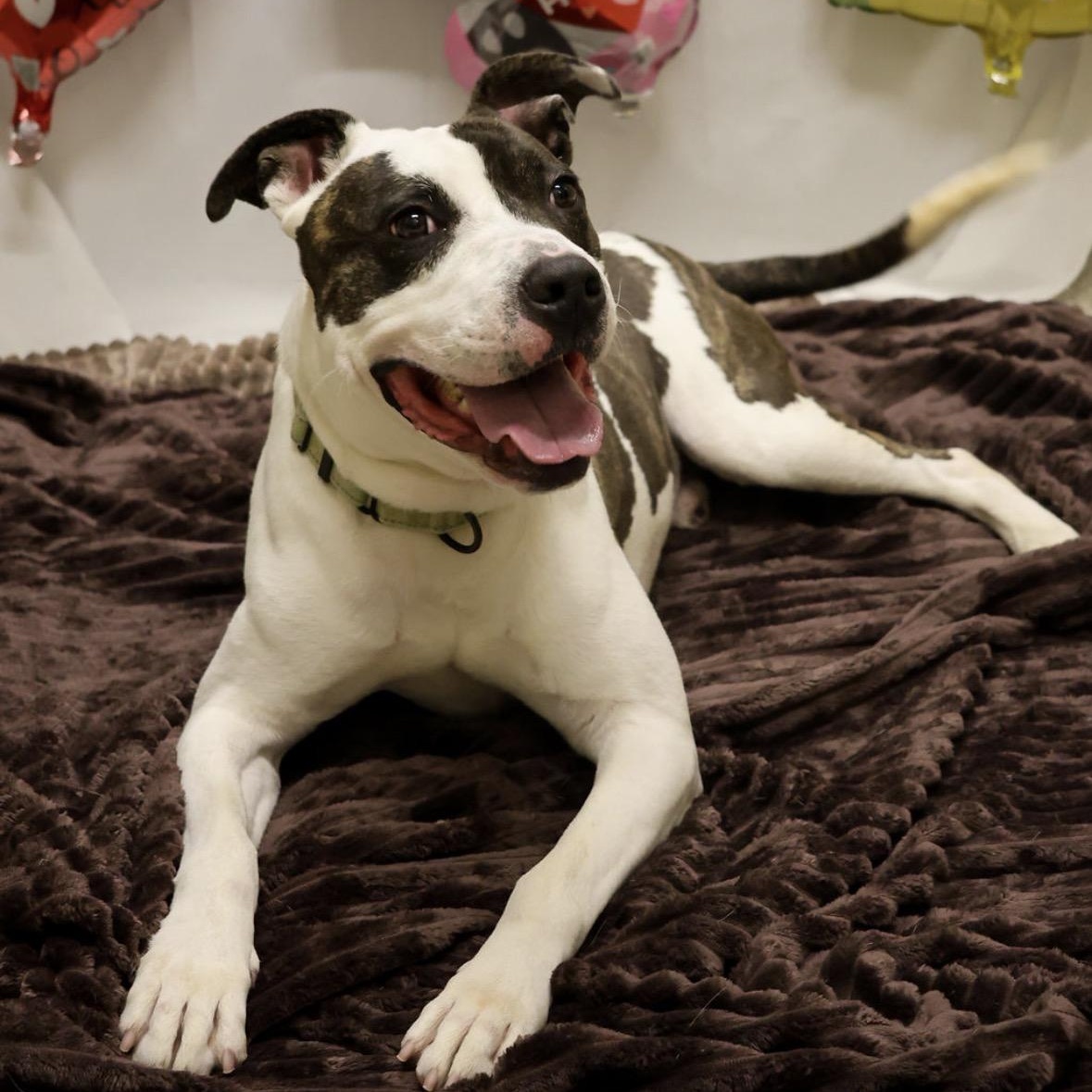 Enlarge Tyler, an adopted mixed breed in Youngstown, OH image 6/6