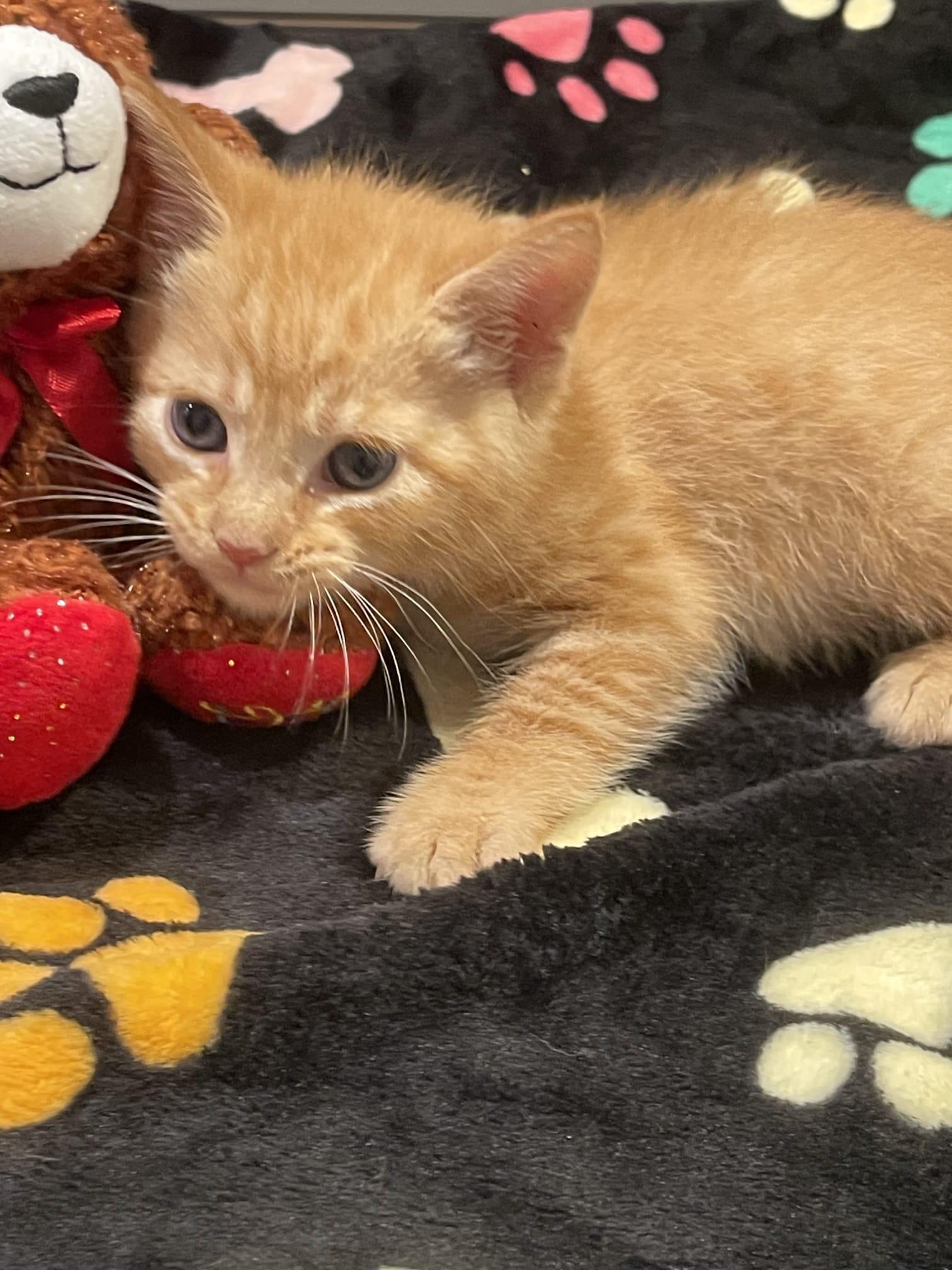 Enlarge AFTAB, a ADOPTABLE Domestic Short Hair in Santa Ana, CA image 3/3