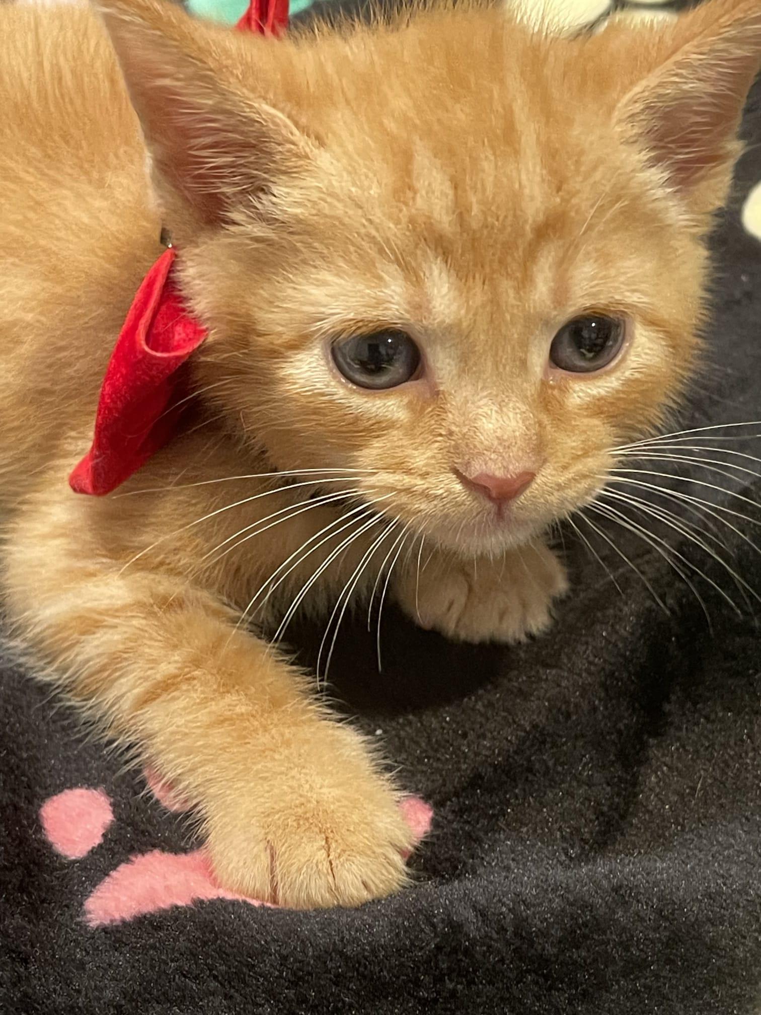 Enlarge AFTAB, a ADOPTABLE Domestic Short Hair in Santa Ana, CA image 1/3