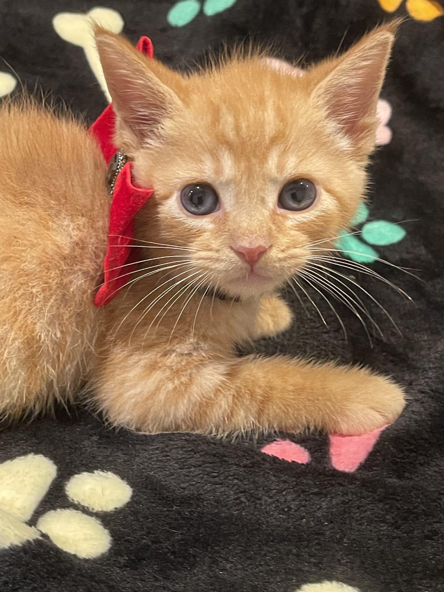 Enlarge AFTAB, a ADOPTABLE Domestic Short Hair in Santa Ana, CA image 2/3