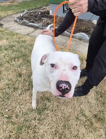 Enlarge JANE JETSON, a Adoptable mixed breed in Dayton, OH image 1/1