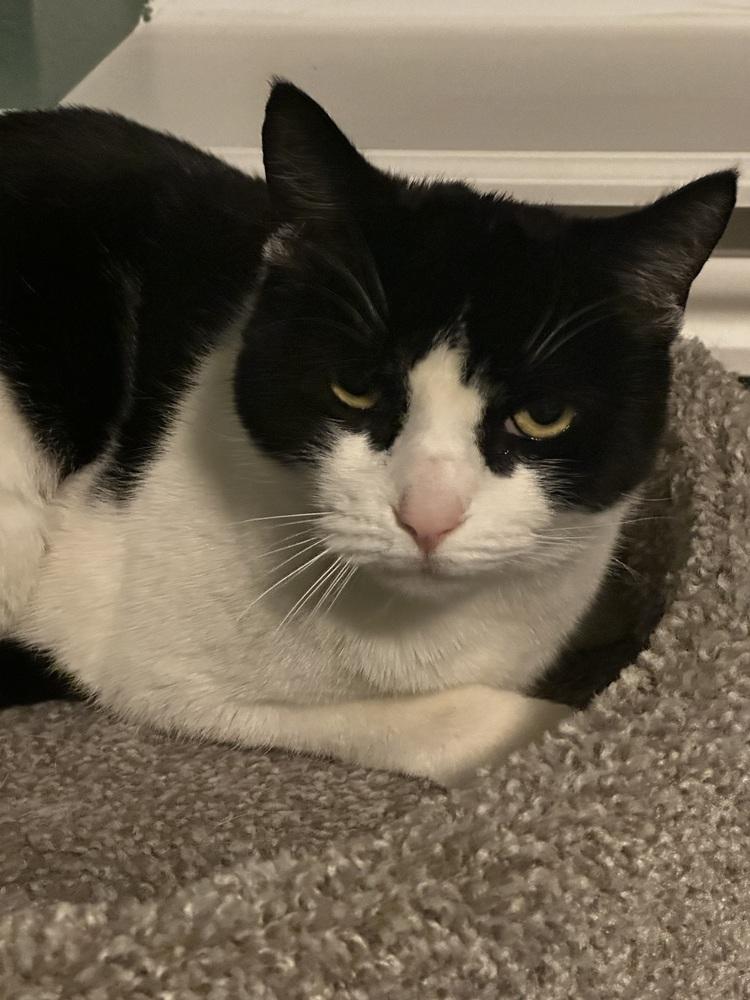 Enlarge PRINCESS, a Adoptable Domestic Short Hair in Broomfield, CO image 1/1