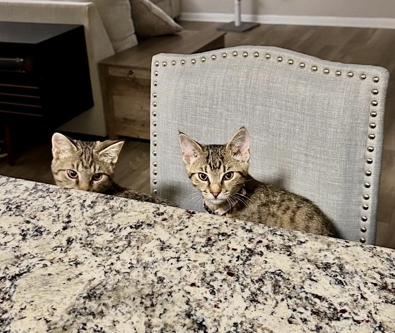 Enlarge Sidney and Savy (bonded sisters) , a Adoptable mixed breed in Mount Juliet, TN image 3/5