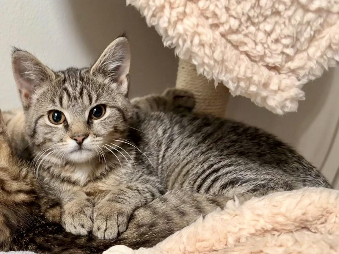 Enlarge Sidney and Savy (bonded sisters) , a Adoptable mixed breed in Mount Juliet, TN image 5/5