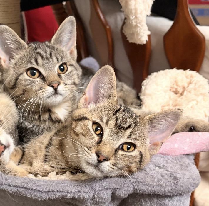 Sidney and Savy (bonded sisters) , Adoptable, Young Female Domestic Short Hair.