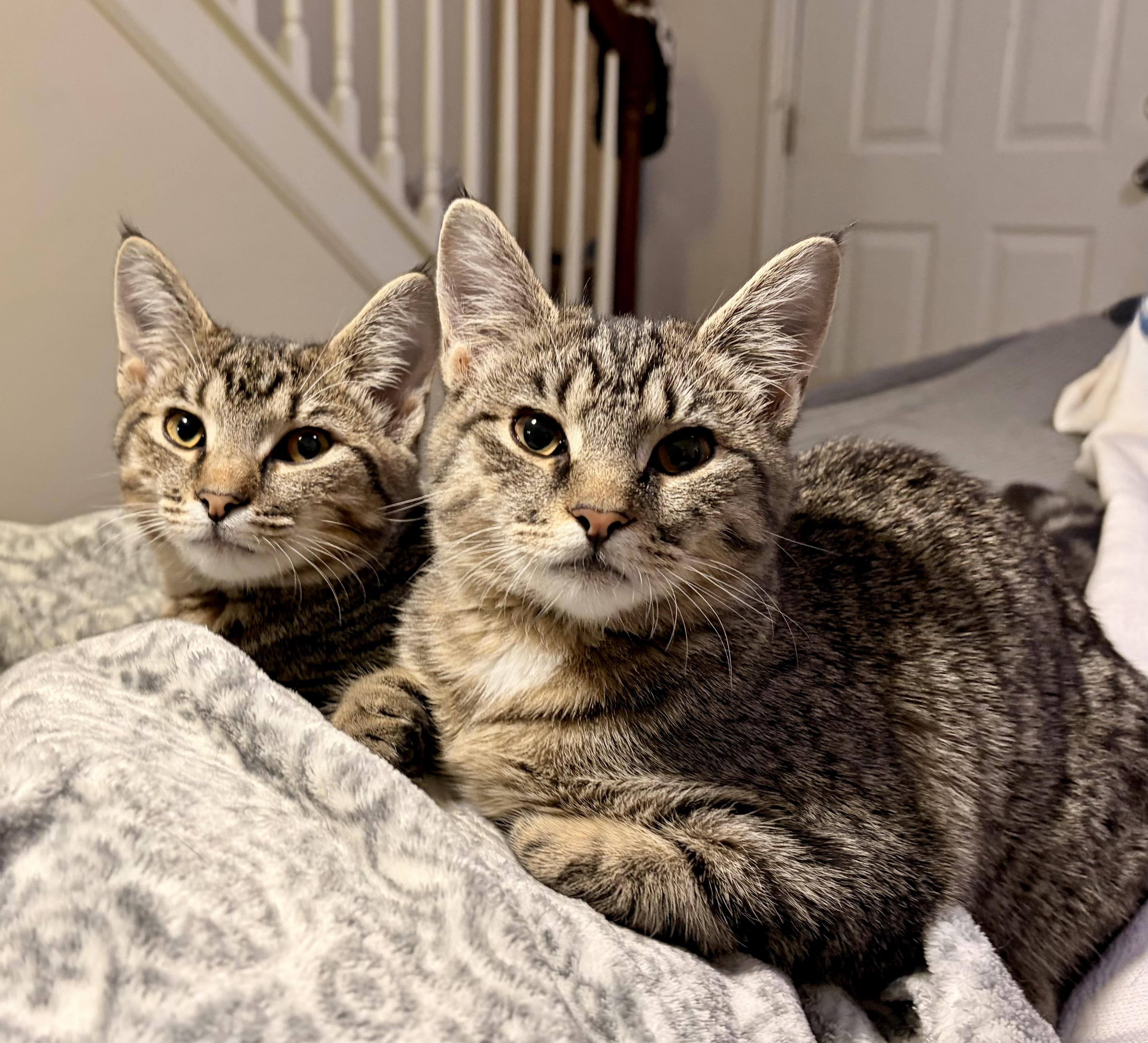 Sidney and Savy (bonded sisters) , adopted, Young Female Domestic Short Hair.