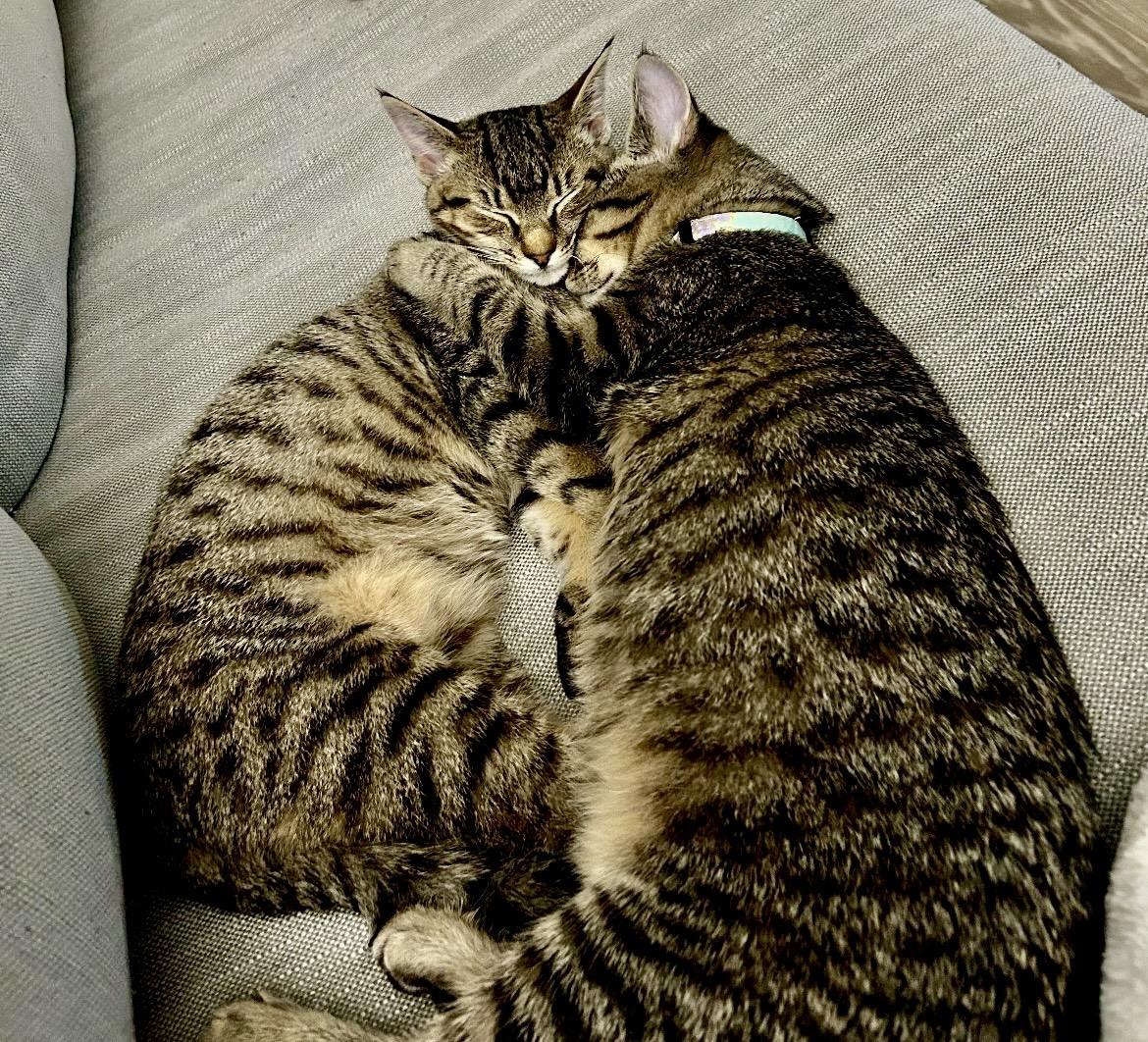 Enlarge Sidney and Savy (bonded sisters) , a Adoptable mixed breed in Mount Juliet, TN image 2/5