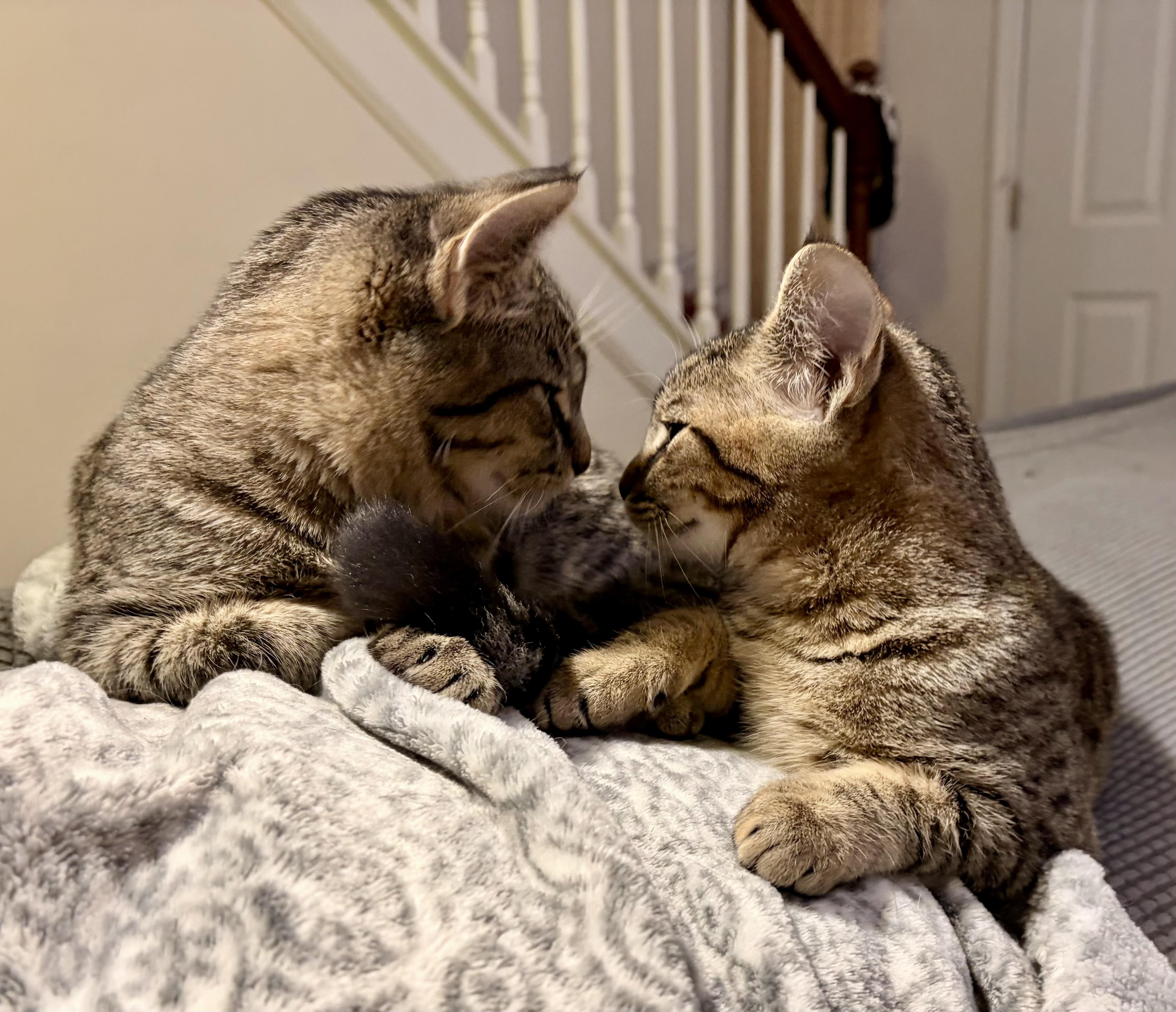 Enlarge Sidney and Savy (bonded sisters) , an adopted mixed breed in Mount Juliet, TN image 2/5