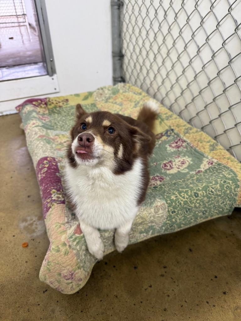 Wesley, Adoptable, Adult Male Pomeranian & Husky.