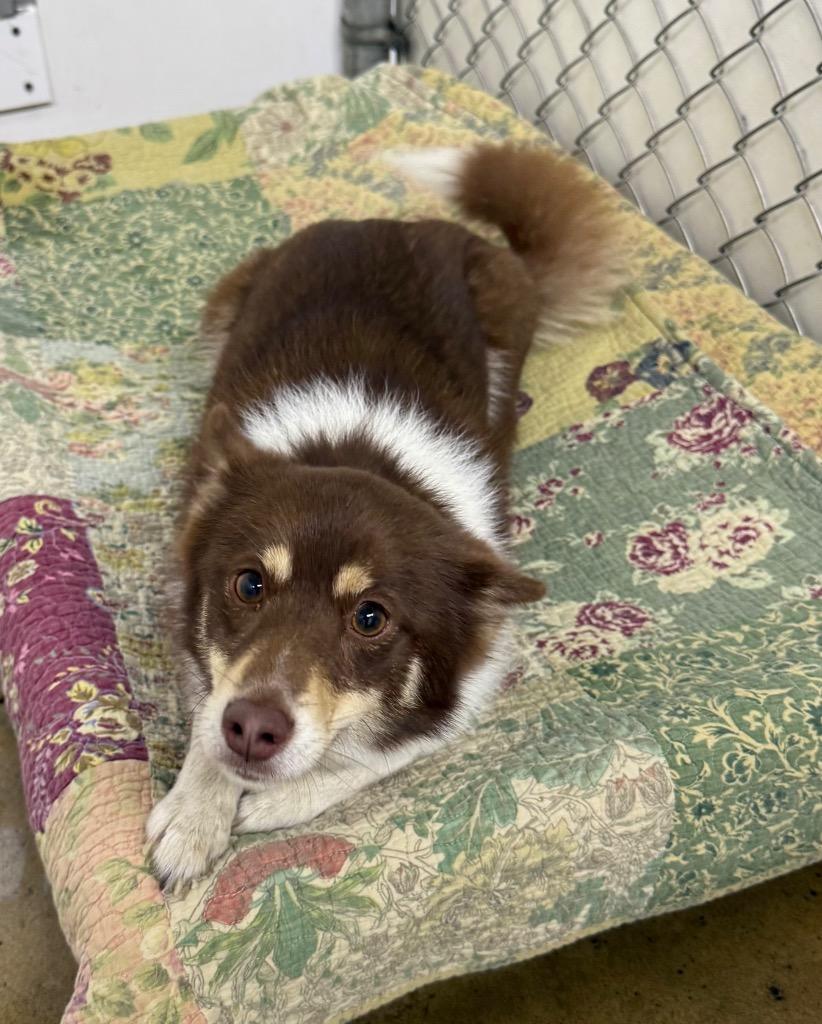 Enlarge Wesley, a Adoptable mixed breed in Lagrange, IN image 2/2