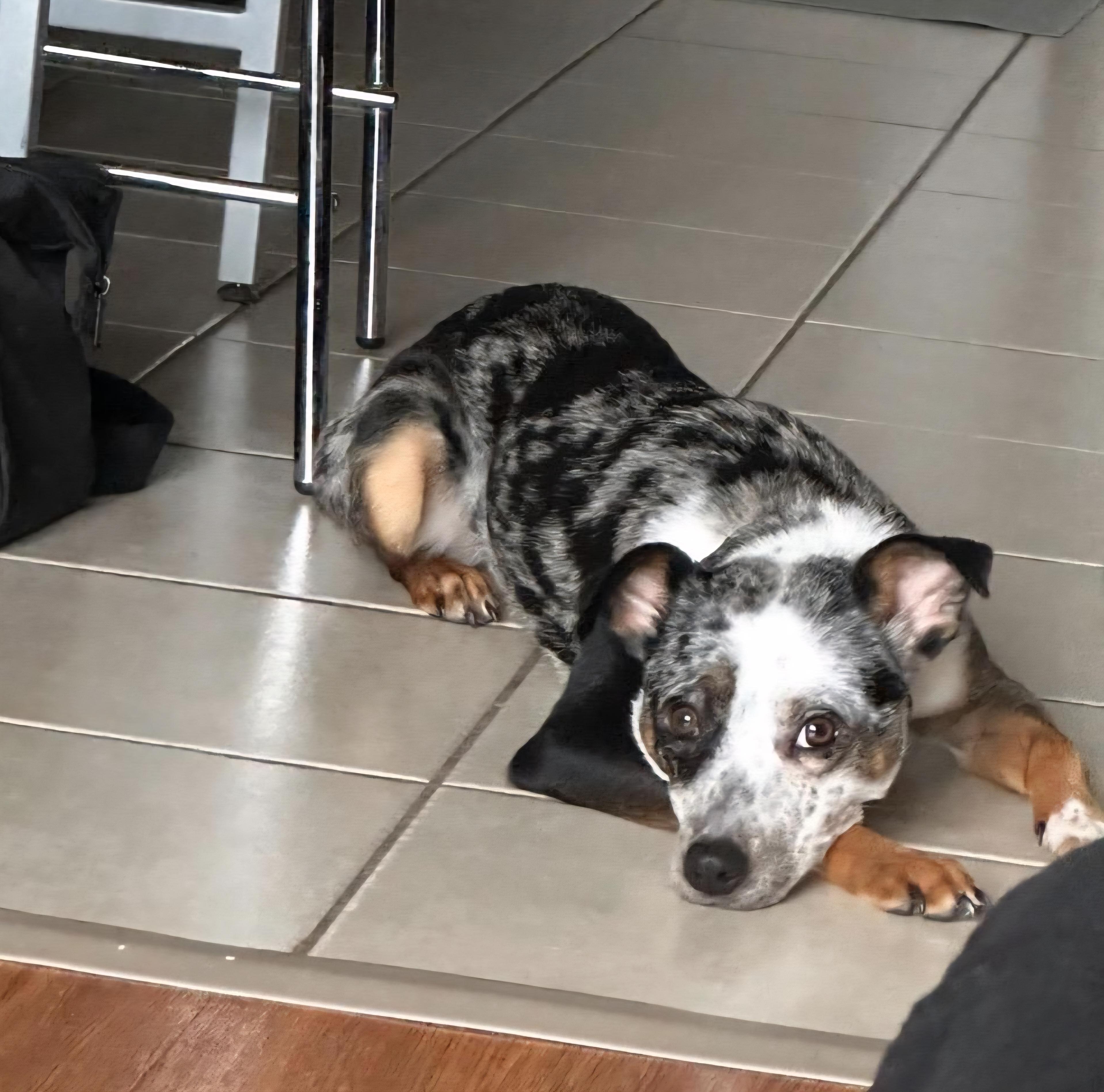 Enlarge R-Olive, an adopted mixed breed in Oviedo, FL image 3/3