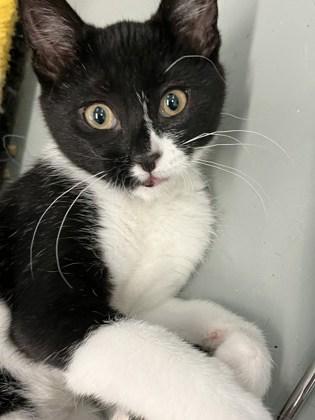 Tatum, Adoptable, Kitten Female Domestic Short Hair.