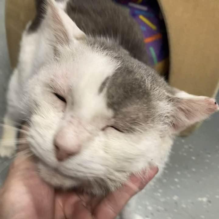 Julio, Adoptable, Adult Male Domestic Short Hair.