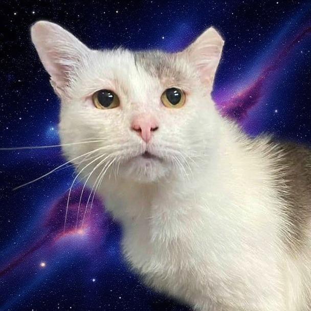 Enlarge Julio, a Adoptable Domestic Short Hair in Middletown, OH image 3/6