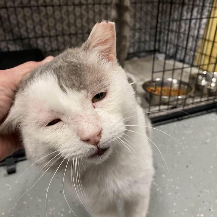 Enlarge Julio, a Adoptable Domestic Short Hair in Middletown, OH image 3/6