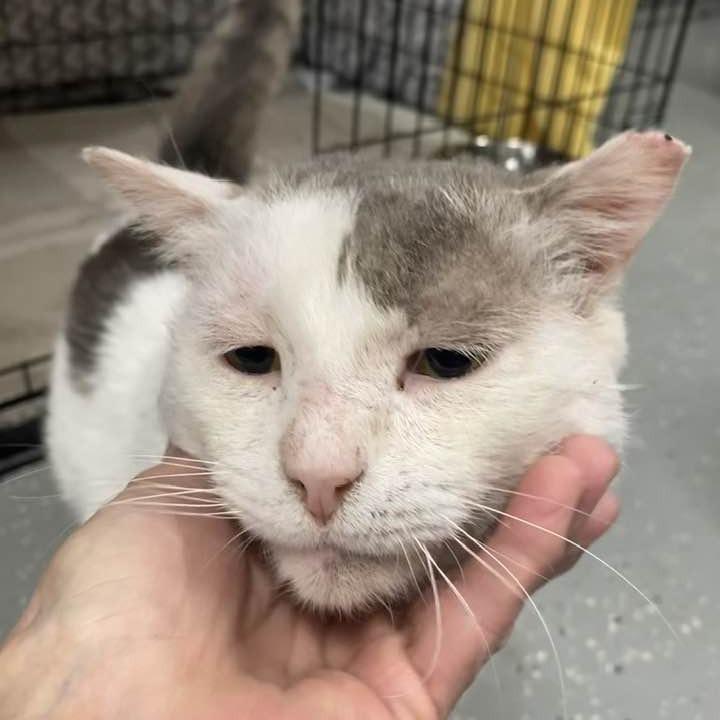 Enlarge Julio, a Adoptable Domestic Short Hair in Middletown, OH image 4/6