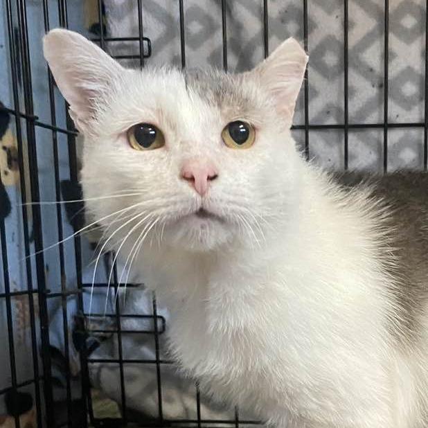 Enlarge Julio, a Adoptable Domestic Short Hair in Middletown, OH image 5/6