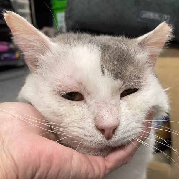 Enlarge Julio, a Adoptable Domestic Short Hair in Middletown, OH image 6/6