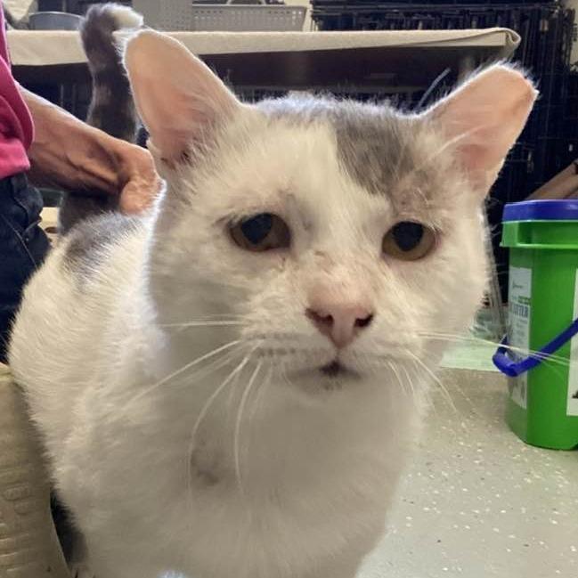 Enlarge Julio, a Adoptable Domestic Short Hair in Middletown, OH image 6/6