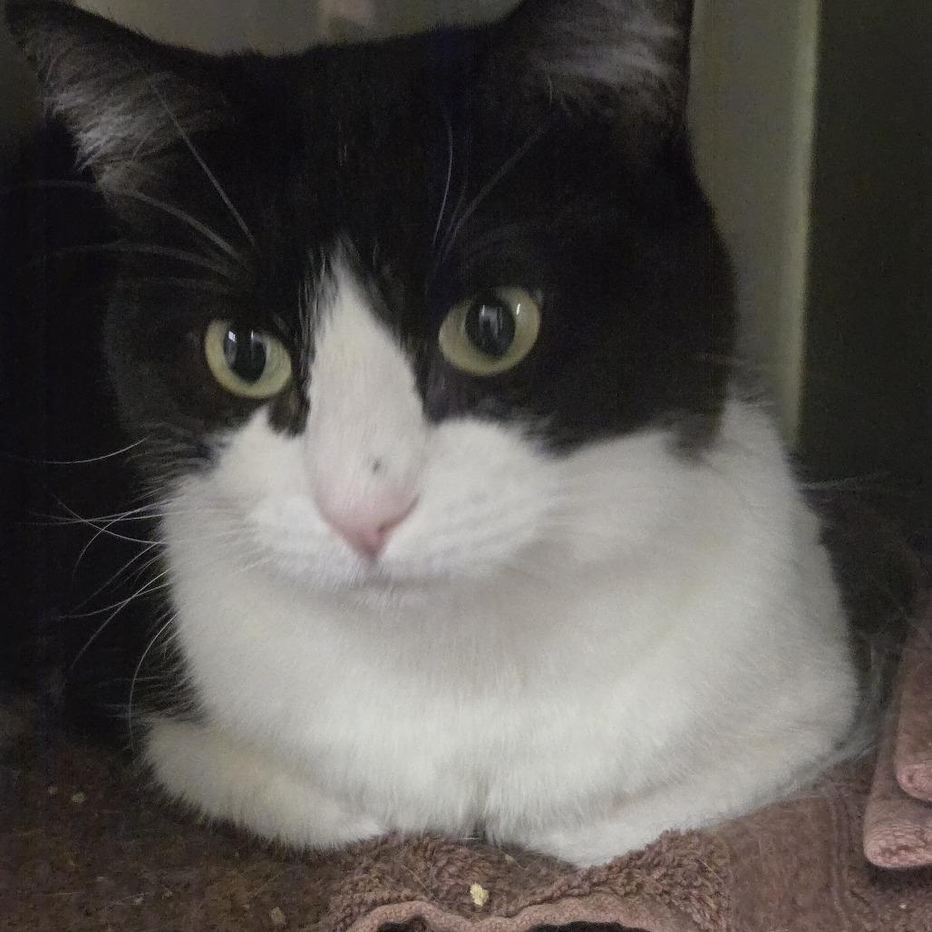 Tux, Adoptable, Senior Female Domestic Short Hair.