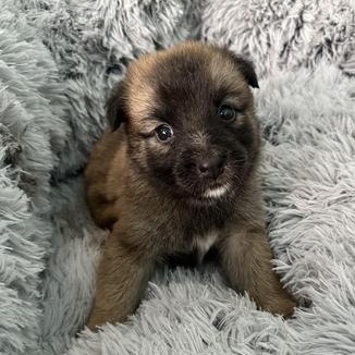 Poppy — thumbnail 3