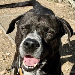 Enlarge Rayburn, a ADOPTABLE Mixed Breed in Georgetown, TX image 1/3