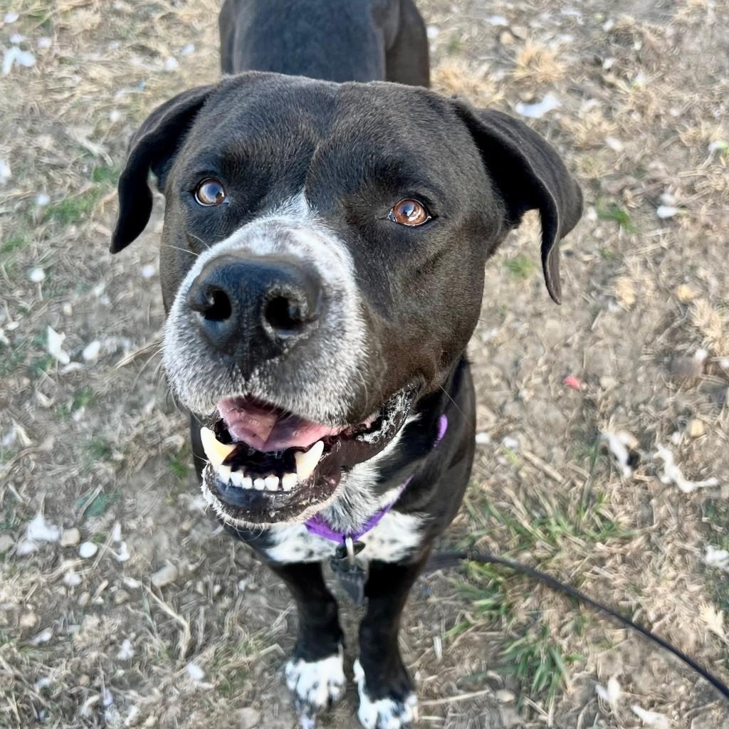 Enlarge Rayburn, a ADOPTABLE Mixed Breed in Georgetown, TX image 2/3