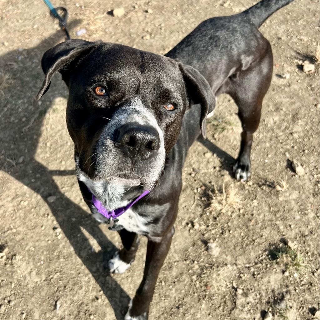 Enlarge Rayburn, a ADOPTABLE Mixed Breed in Georgetown, TX image 3/3