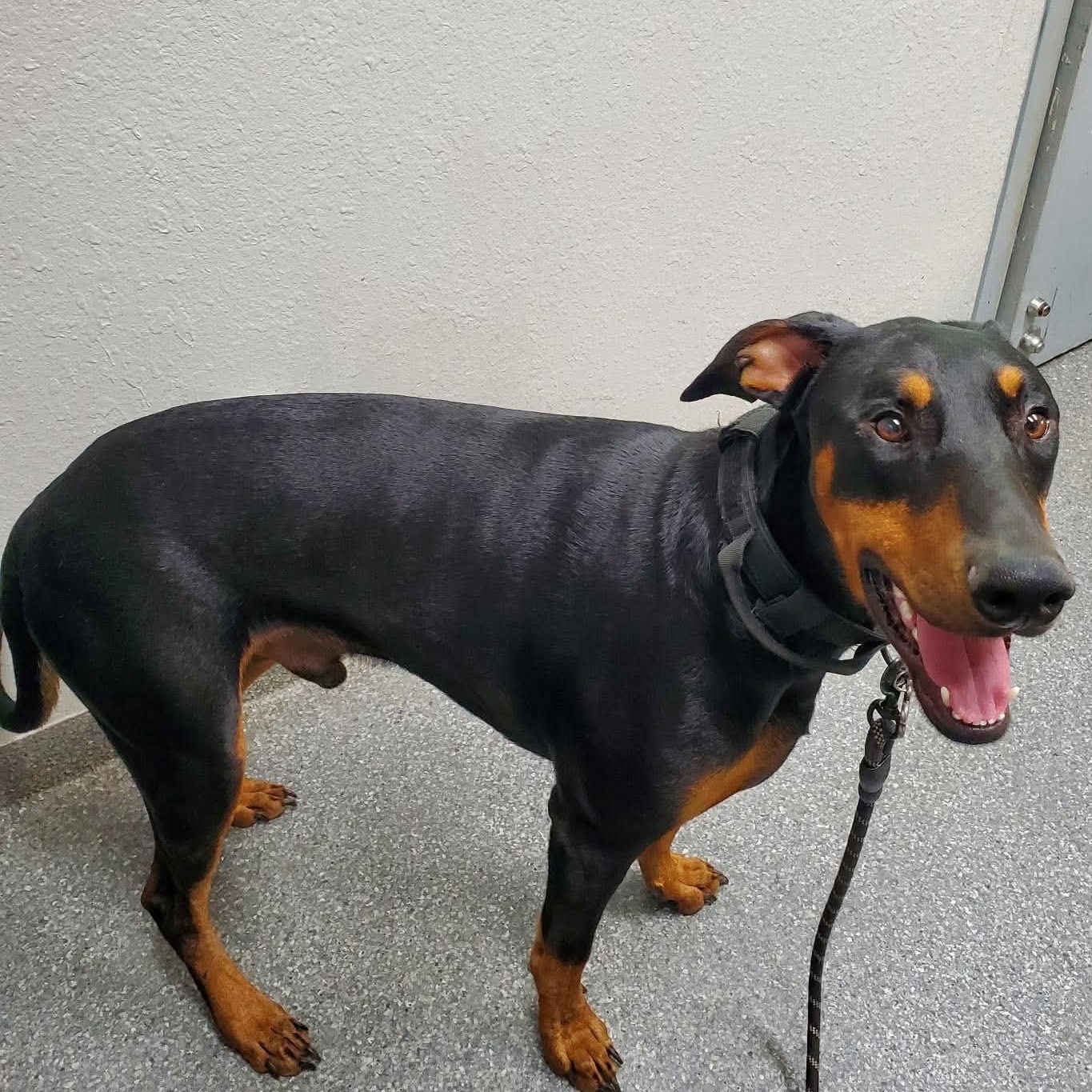 Enlarge Titus, a ADOPTABLE Doberman Pinscher in Yukon, OK image 4/4