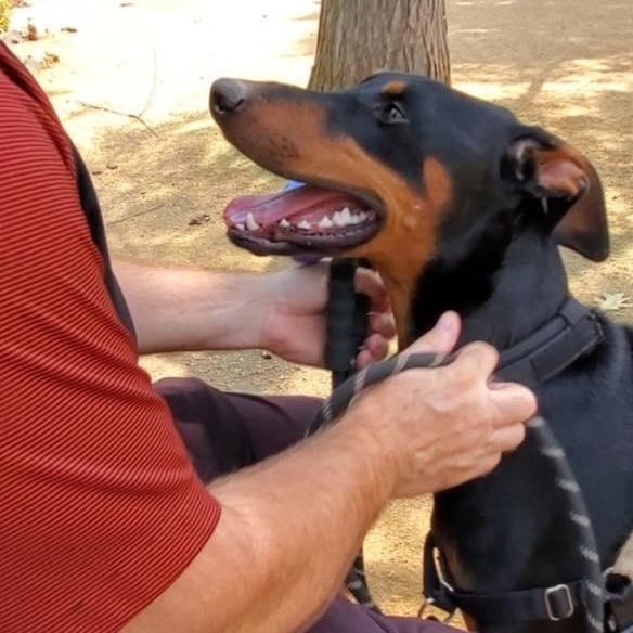 Enlarge Titus, a ADOPTABLE Doberman Pinscher in Yukon, OK image 2/4
