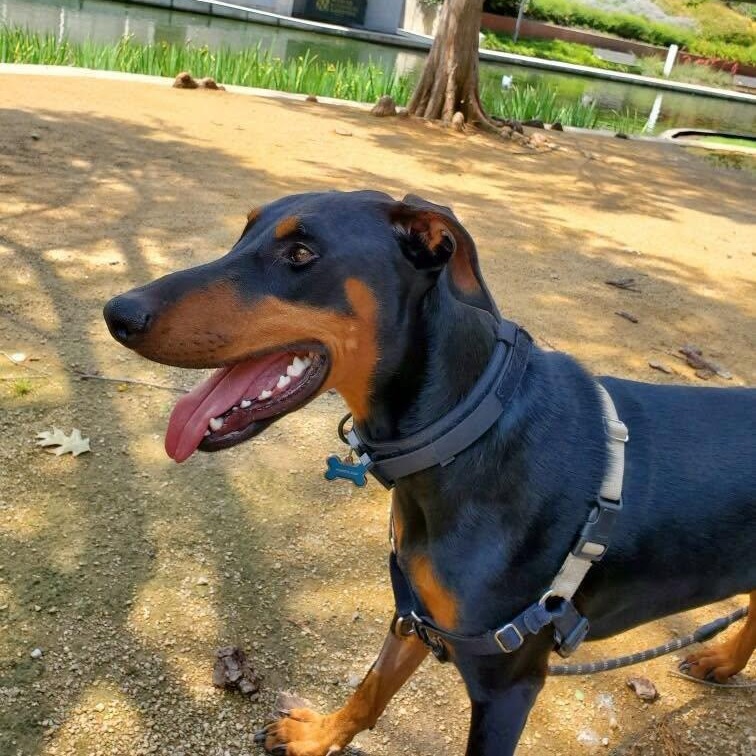 Titus, ADOPTABLE, Young Male Doberman Pinscher.