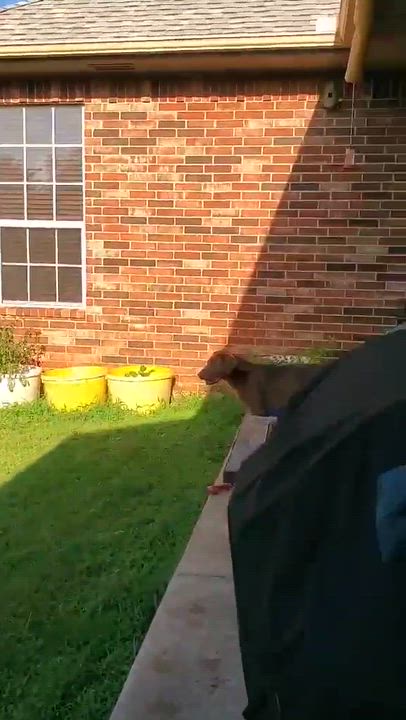 Enlarge Titus, a ADOPTABLE Doberman Pinscher in Yukon, OK video 3/4
