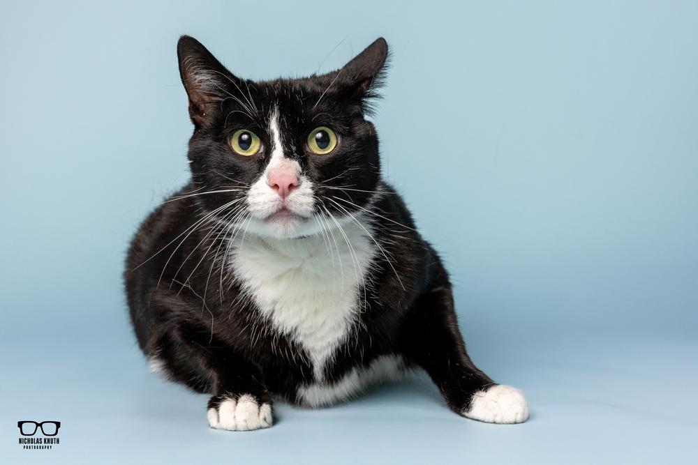 Figaro, a Adoptable Domestic Short Hair in Palatine, IL image 1/4