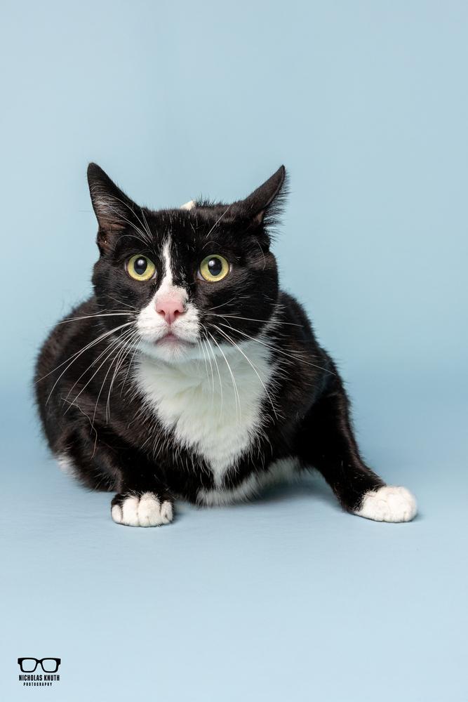 Figaro, a Adoptable Domestic Short Hair in Palatine, IL image 2/4