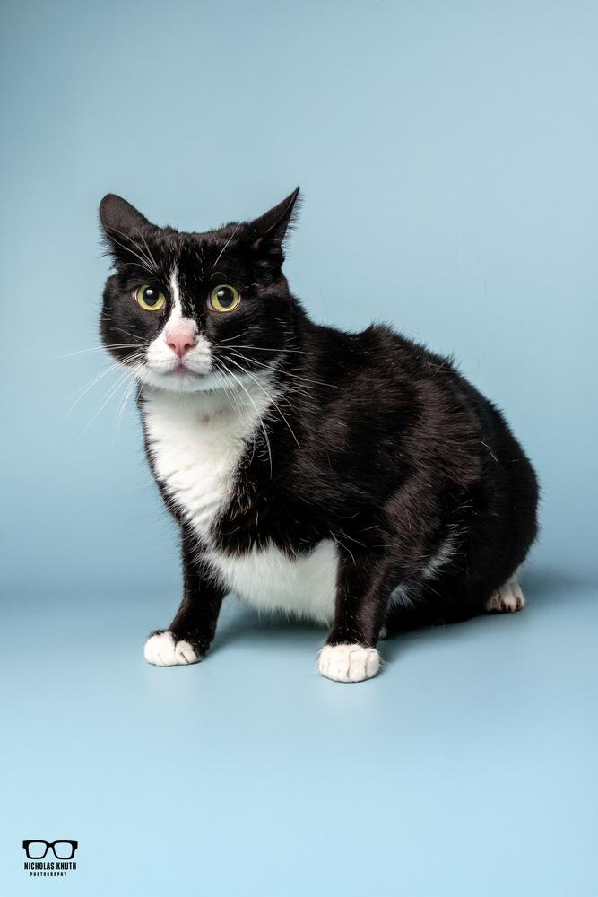 Figaro, a Adoptable Domestic Short Hair in Palatine, IL image 3/4