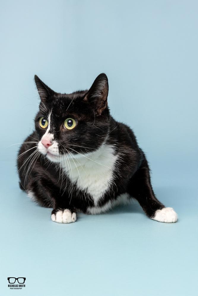 Figaro, a Adoptable Domestic Short Hair in Palatine, IL image 4/4