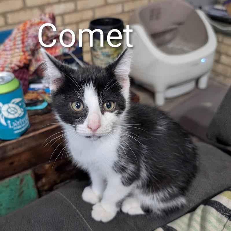 Comet, a ADOPTABLE Tuxedo in Southern Pines, NC image 3/6