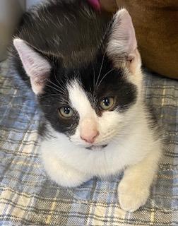 Comet, a ADOPTABLE Tuxedo in Southern Pines, NC image 6/6