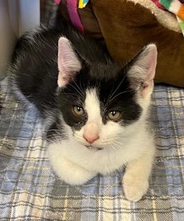 Comet, a ADOPTABLE Tuxedo in Southern Pines, NC image 5/6
